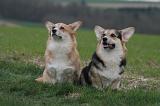 CORGI PEMBROKE 1380
